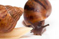 Achatina achatina achatina Nigeria F1 typ 2 albino body juvenil
